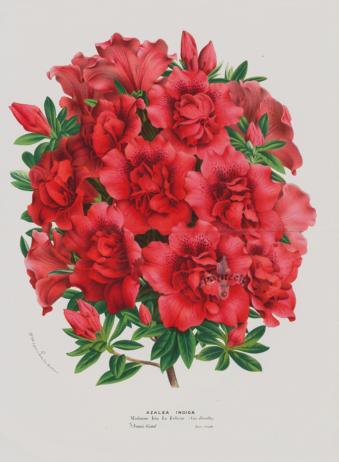 Azalea Indica from Vintage Azalea & Rhododendron Prints