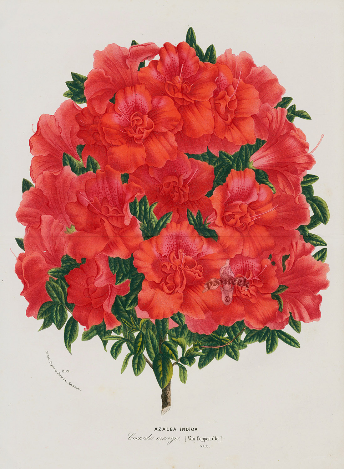 Azalea Indica from Vintage Azalea & Rhododendron Prints