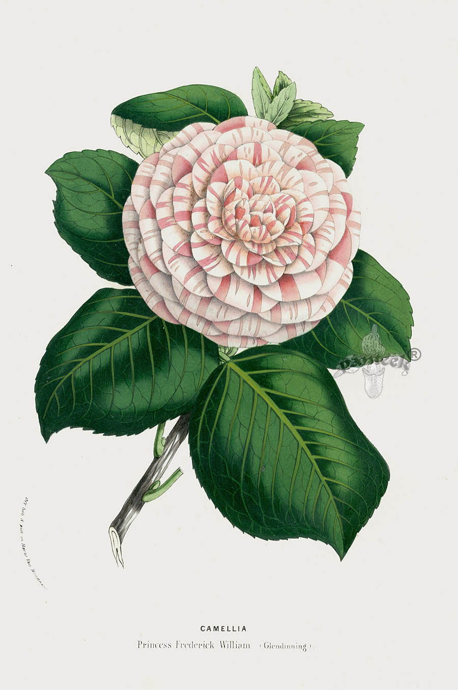 1845 Charles Lemaire Flore des Serres et des Jardin Camellia Prints