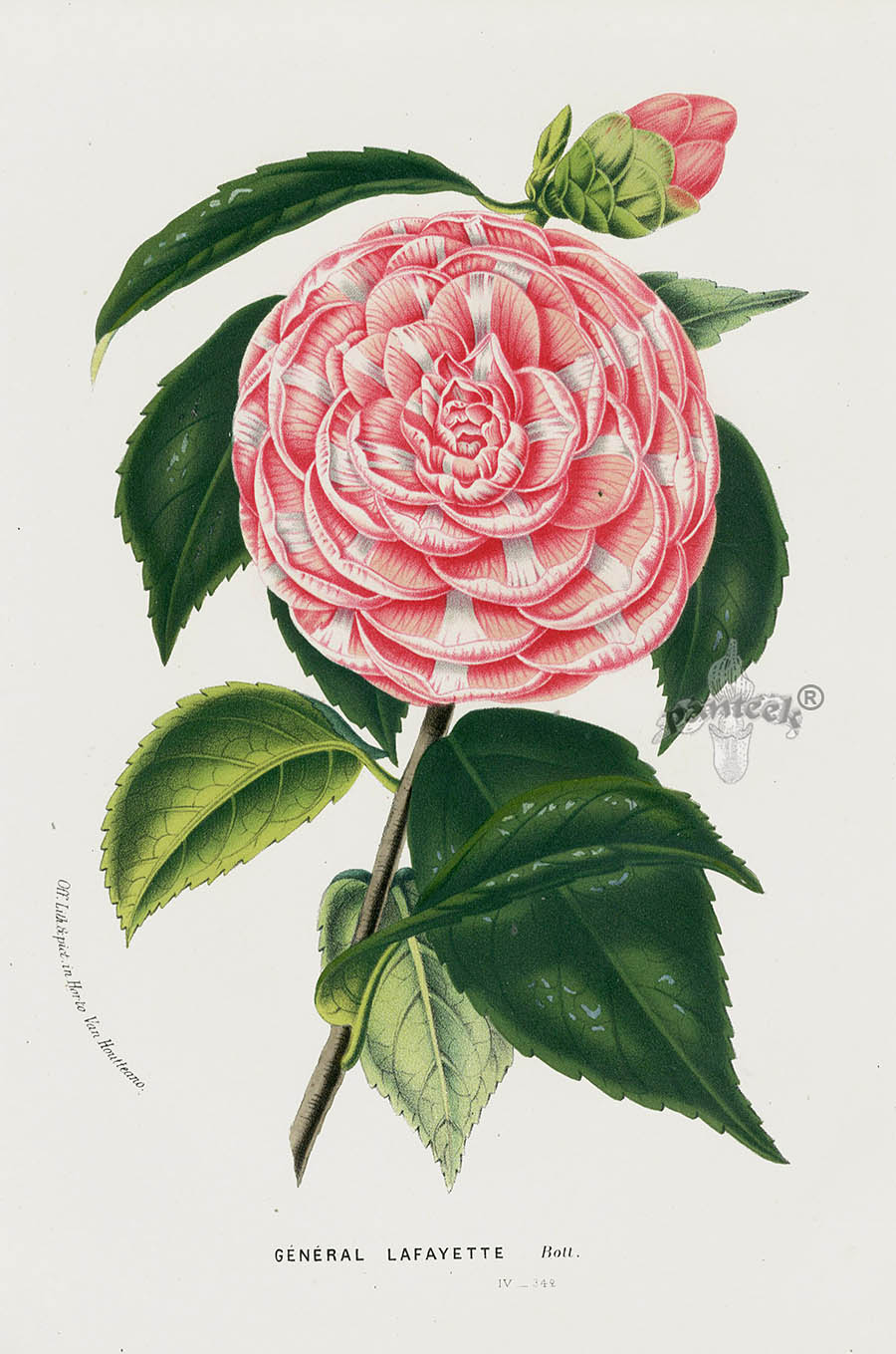 1845 Charles Lemaire Flore des Serres et des Jardin Camellia Prints