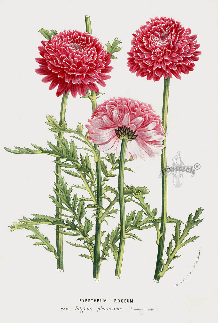 1845 Louis Van Houtte Botanical Prints Tulip, Peony, Camellia, Magnolia