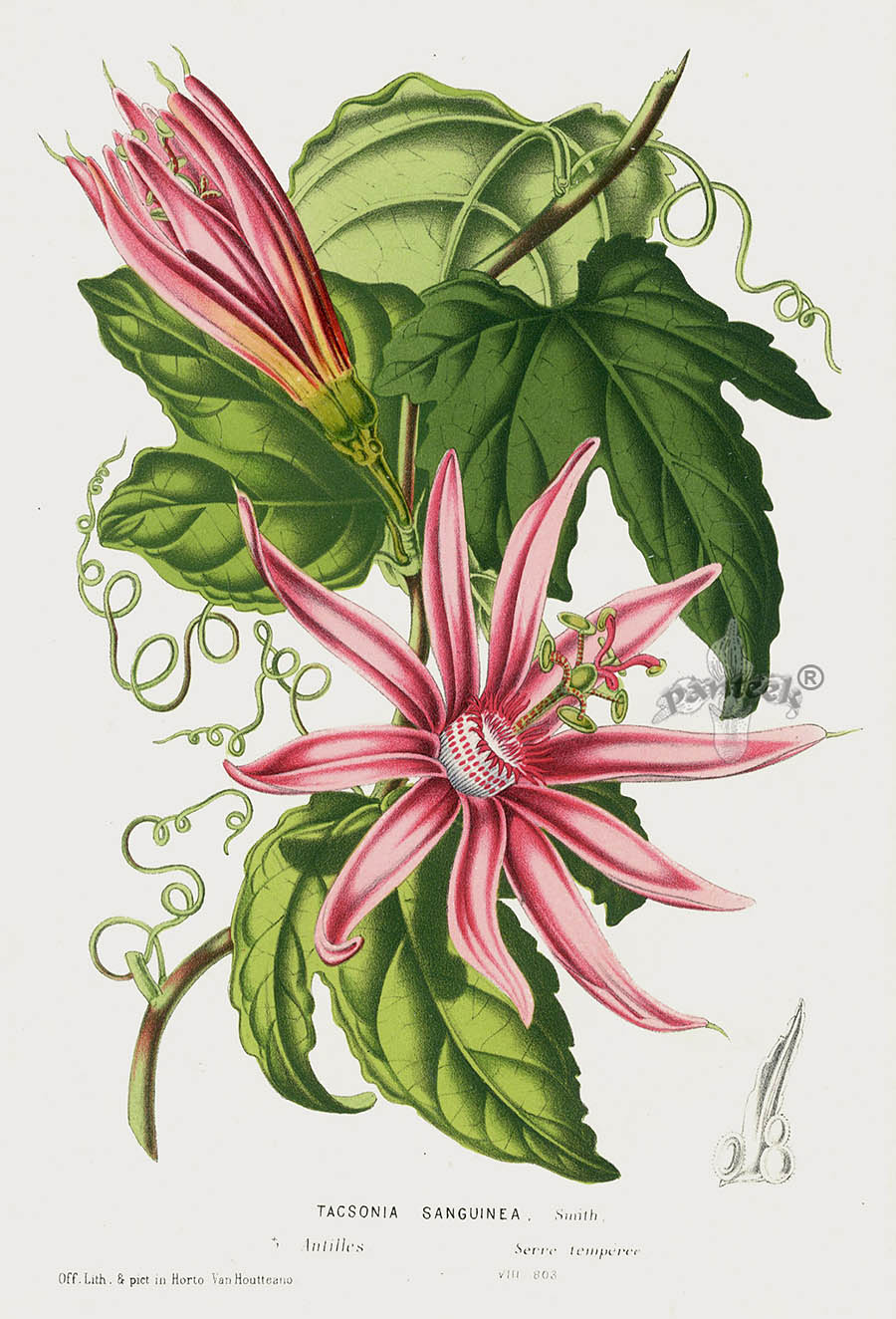 1845 Louis Van Houtte Botanical Prints Tulip, Peony, Camellia, Magnolia