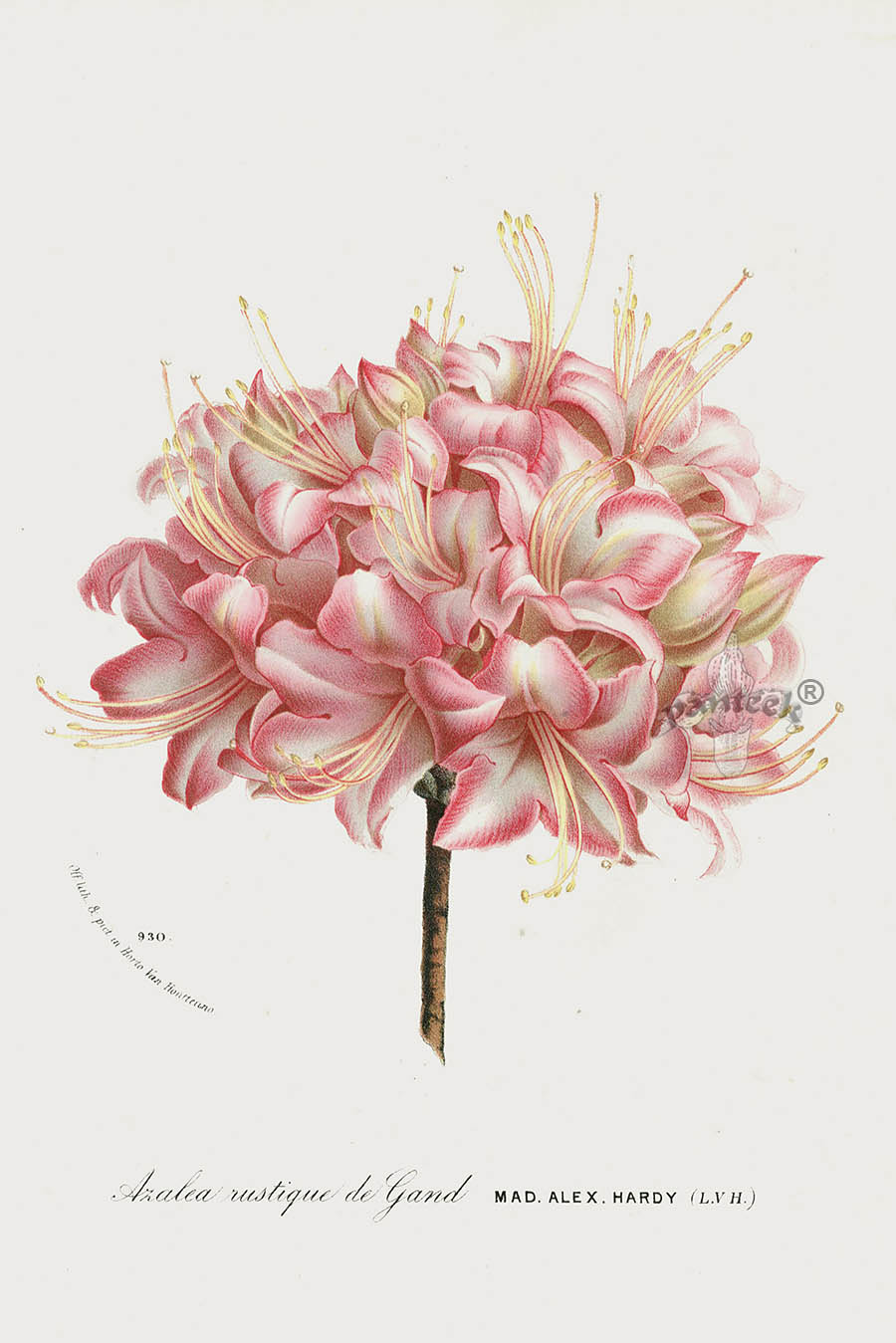 1845 Charles Lemaire Flore des Serres et des Jardin Camellia, Azalea ...