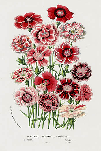 1845 Louis Van Houtte Botanical Prints Tulip, Peony, Camellia