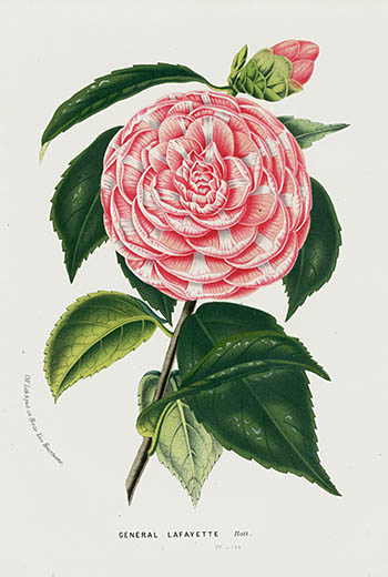 1845 Charles Lemaire, Louis Van Houtte Camellia Prints