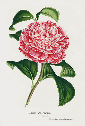 1845 Louis Van Houtte Botanical Prints Tulip, Peony, Camellia