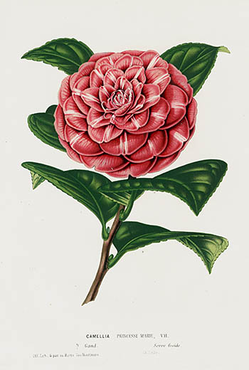 1845 Louis Van Houtte Botanical Prints Tulip, Peony, Camellia