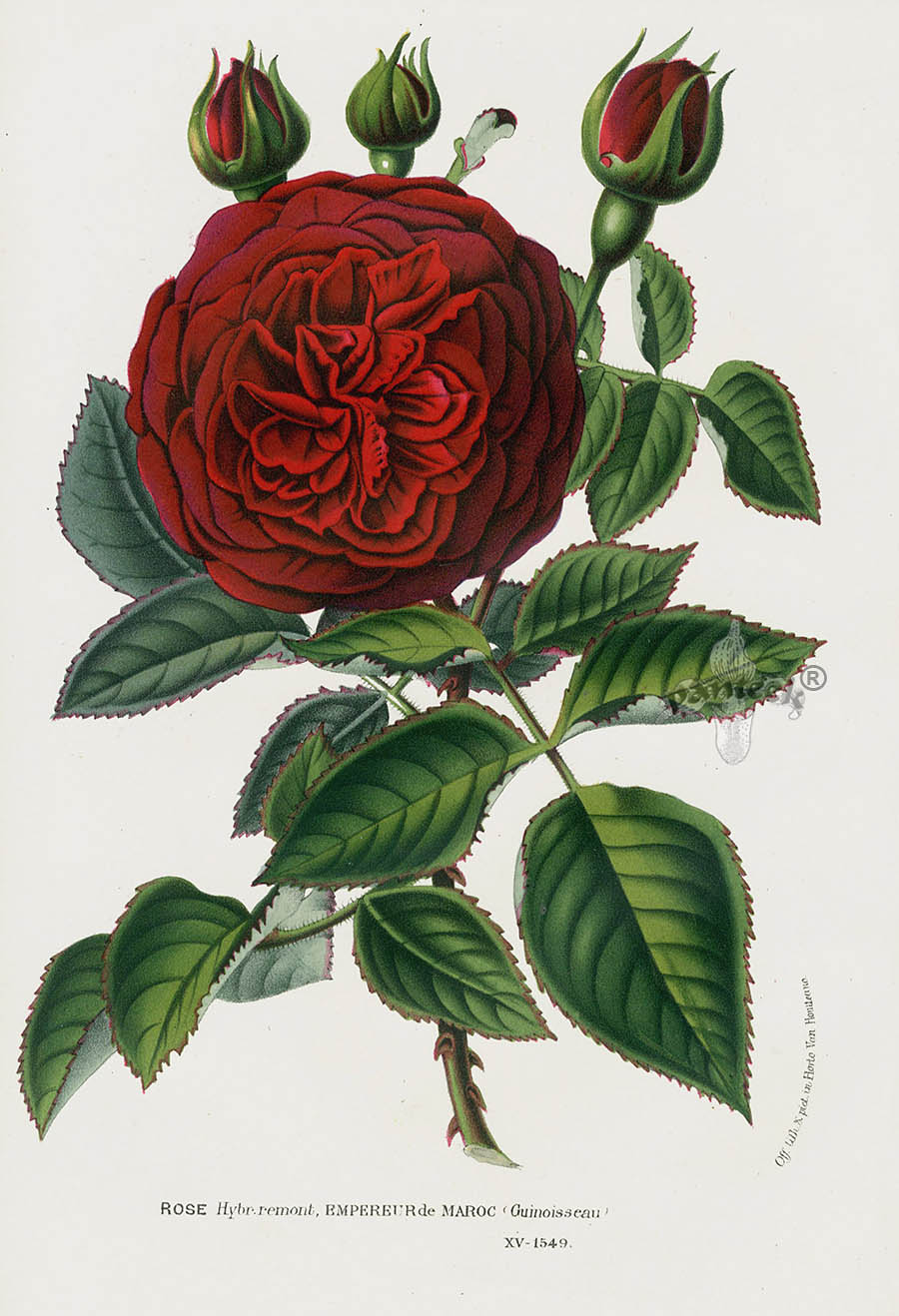 1845 Charles Lemaire Flore de Serres Rose Prints