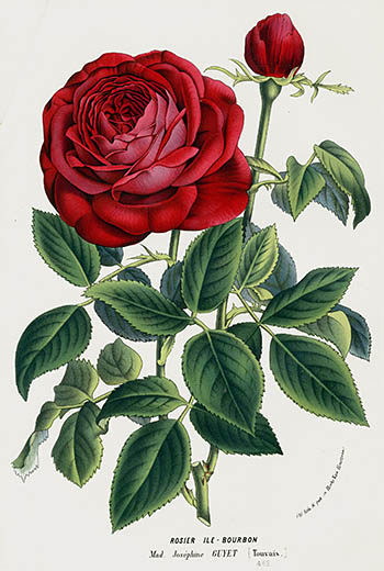 1845 Charles Lemaire Flore de Serres Prints
