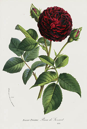 1845 Charles Lemaire Flore de Serres Prints