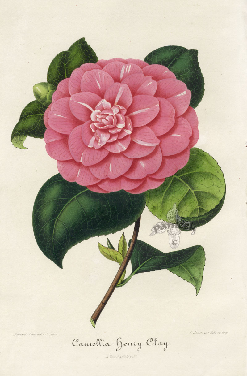 Verschaffelt Camellia Prints 1854