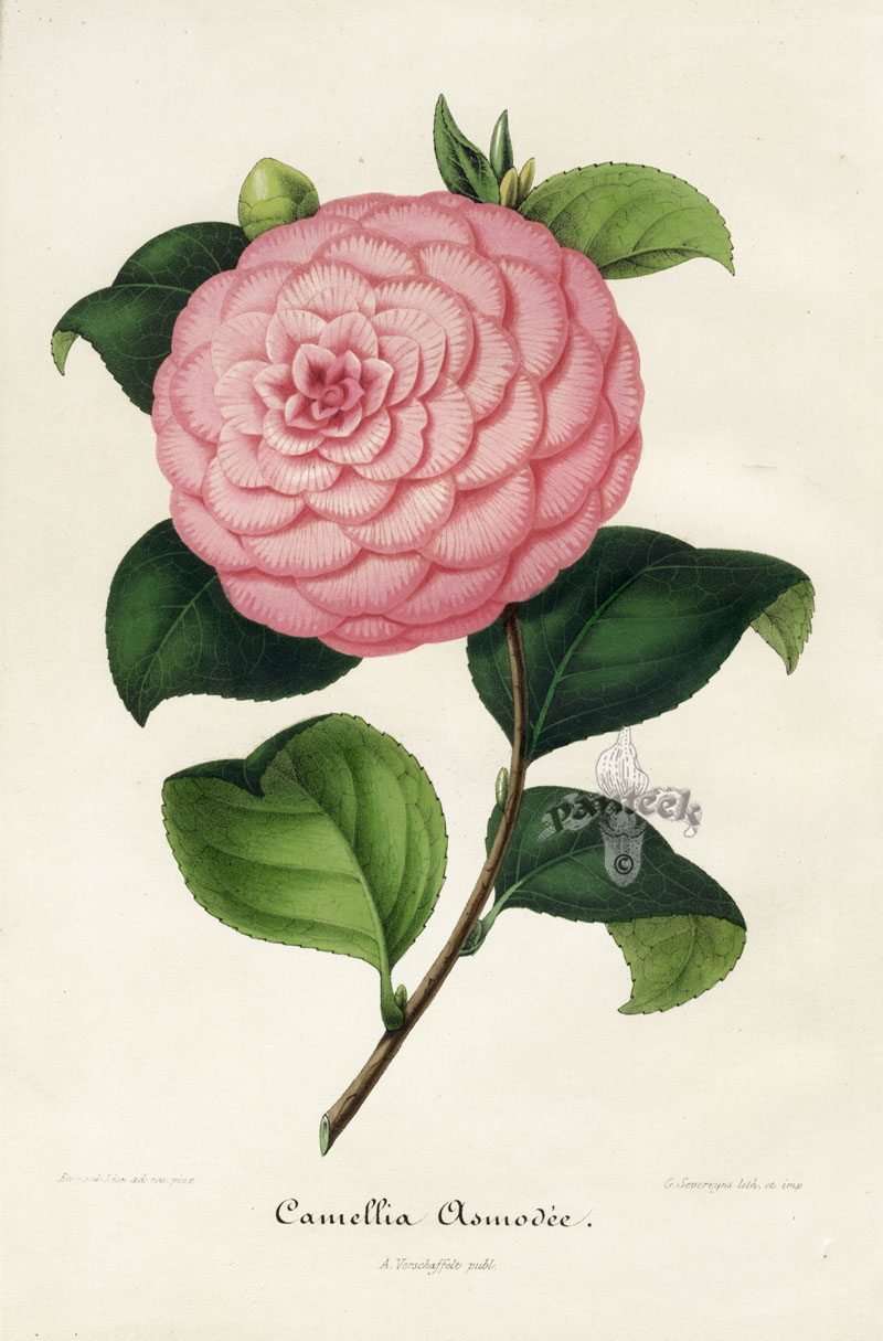 Verschaffelt Camellia Prints 1854