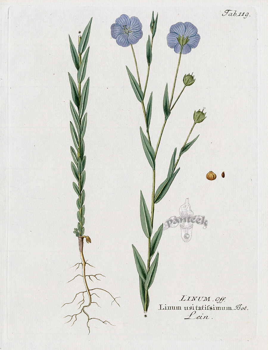 Flax, Linum usitatissimum from Ferdinand Vietz Icones Plantarum 1800-1822