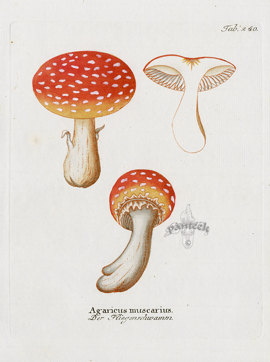 Agaricus muscarius Fly Agaric from Poisonous and Edible fungus Prints from Vietz