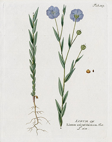 Ferdinand Vietz Icones Plantarum 1800-1822