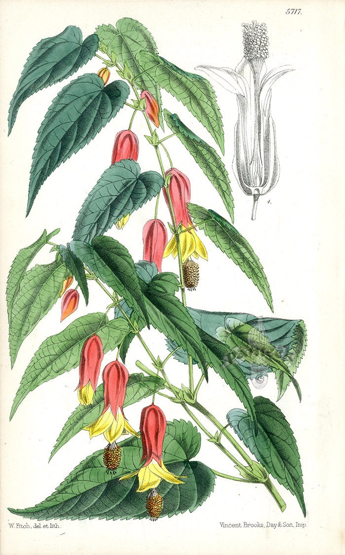 Abutilon Vexillarium from Botanical discoveries Drawn by Walter Hood ...