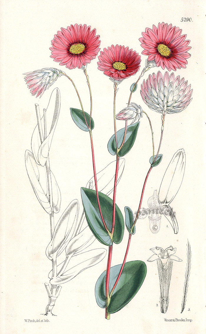 Rhodanthe Manglesii from Botanical discoveries Drawn by Walter Hood ...