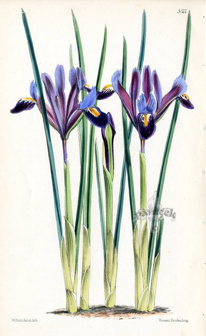 Iris Reticulata from Botanical discoveries Drawn by Walter Hood Fitch 1850