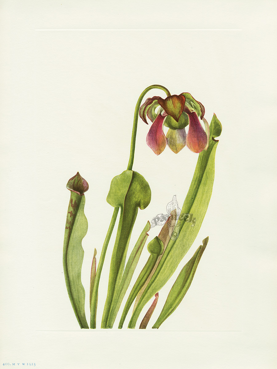 Walcott North American Wild Flower Prints 1925