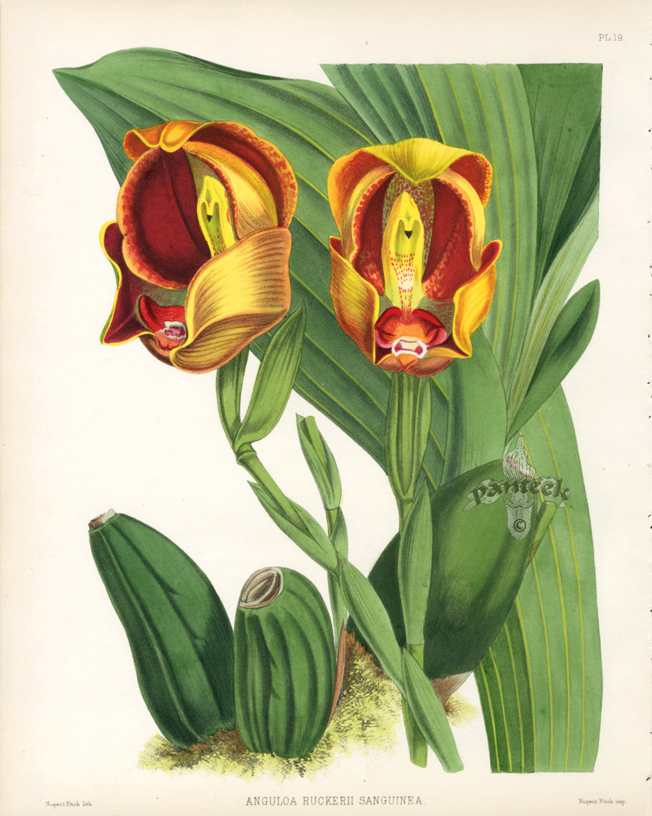 Anguloa Ruckerii Sanguinea from Warner Orchid Album Prints 1882