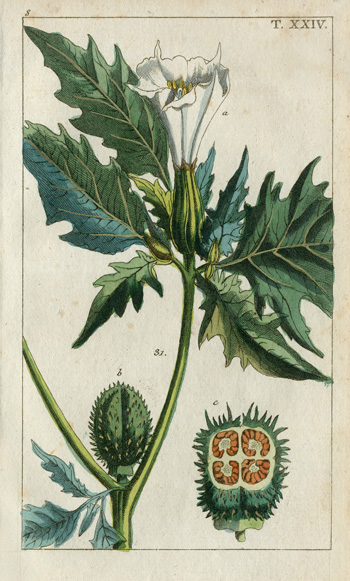 Wilhelm Natural History Botanical Prints 1810