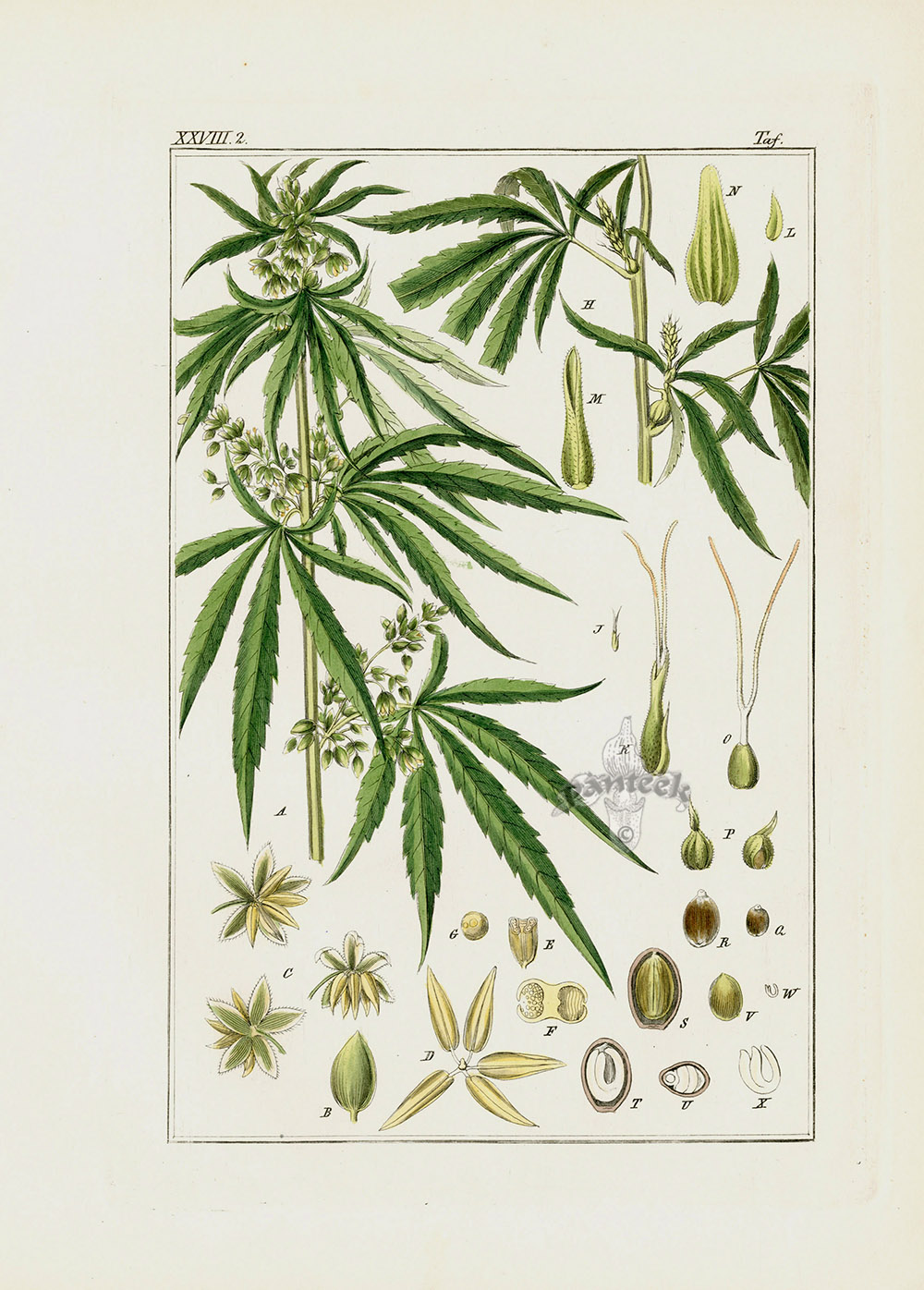 1800s Marijuana Cannabis Engraving Reprint On 100 Year Old Paper *P118a 
