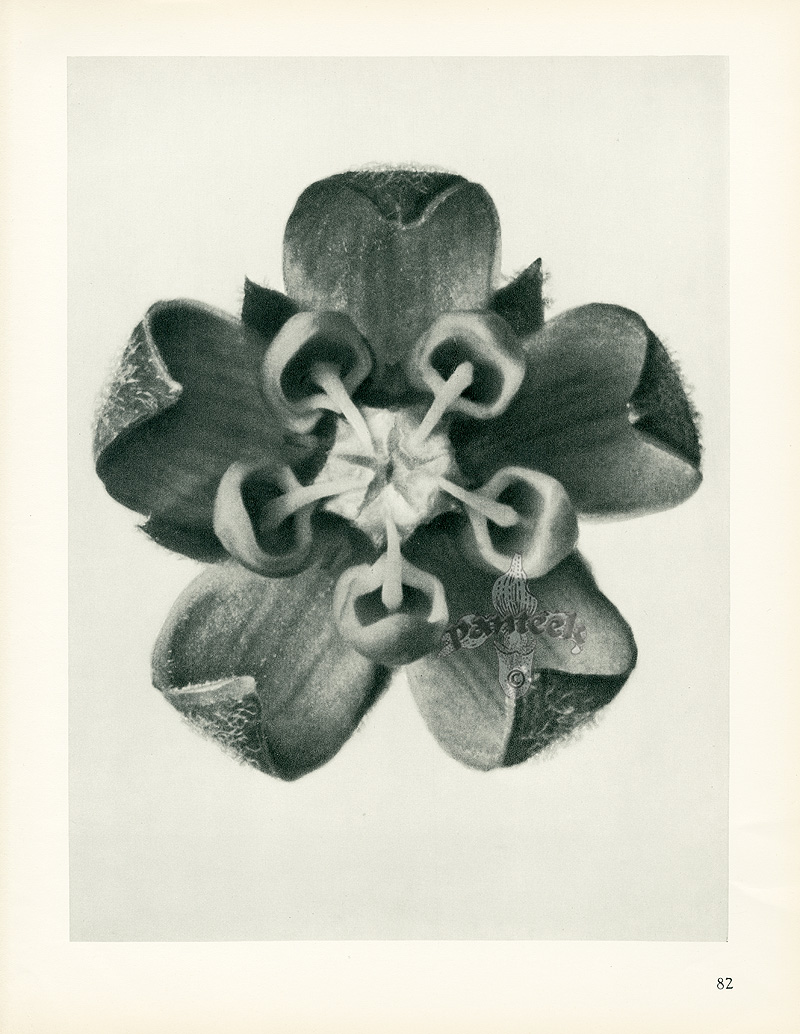 Karl Blossfeldt Plant Photos Online Retailer Americanprime br karl-blossfeldt-plant-photos-online-retailer-americanprime-br