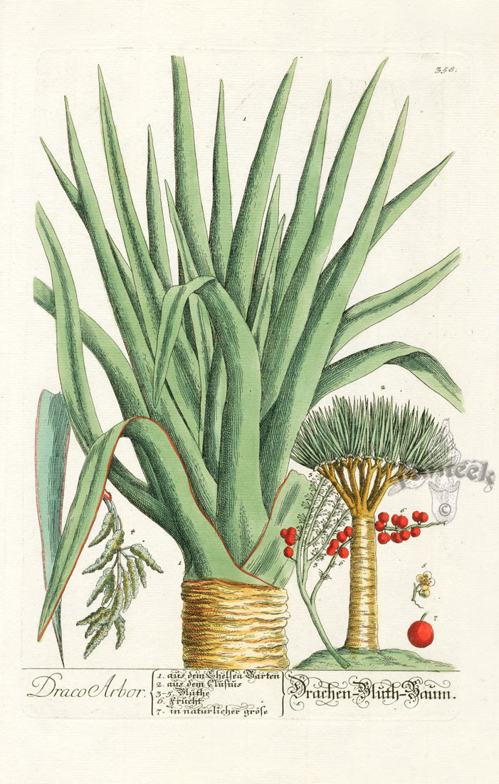 Elizabeth Blackwell Herbarium by Jacob Trew 1757 50% OFF