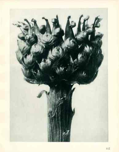 Blossfeldt Urformen der Kunst Prints 1929