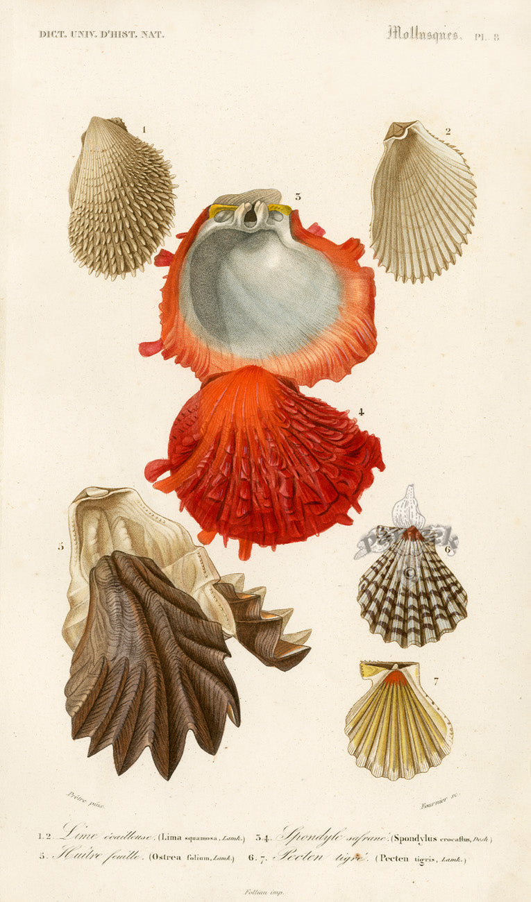Sea Creature, Shell Prints D'Orbigny 1849