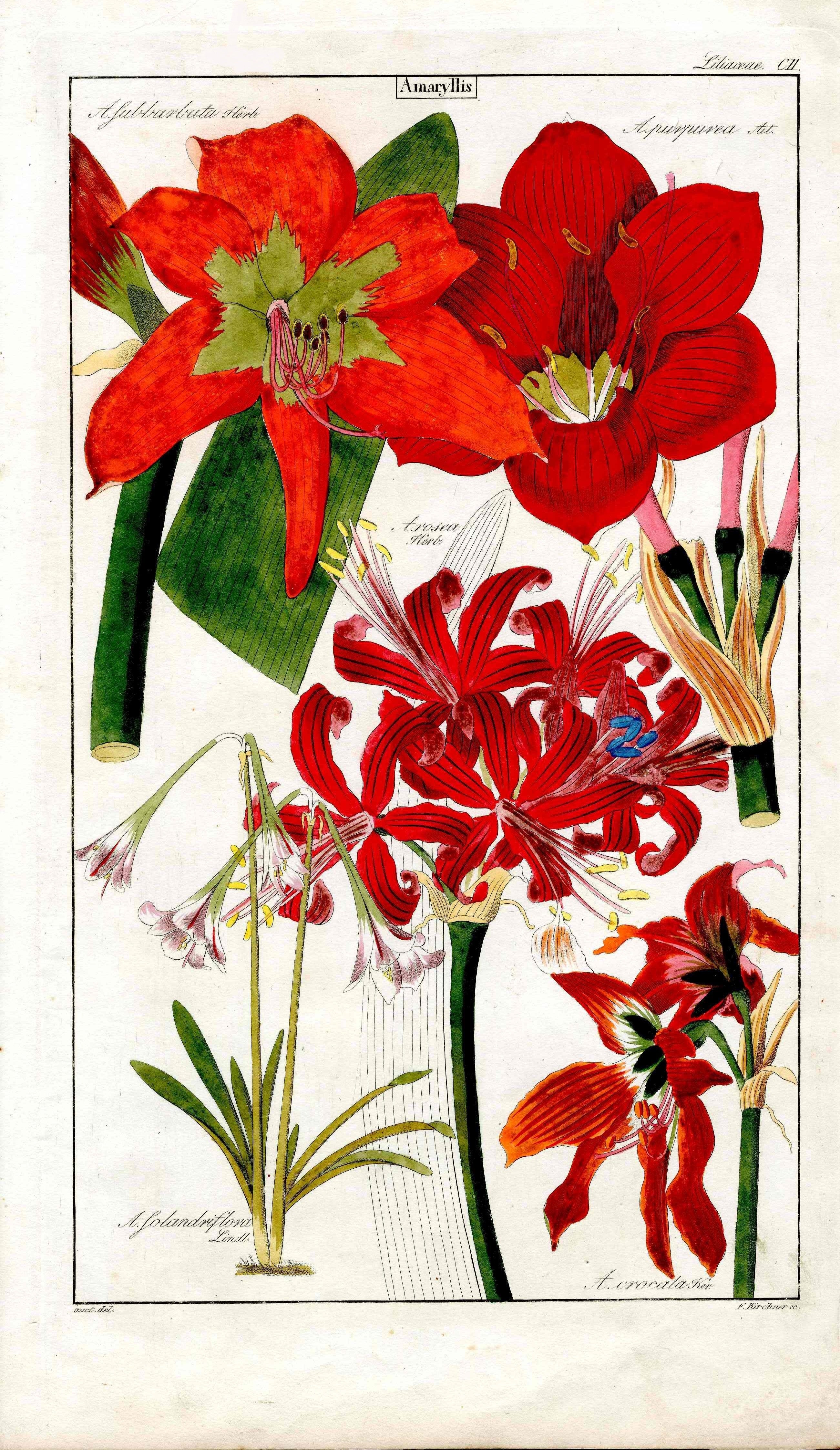 David Dietrich Flora Universalis Original Folio Engravings 1831