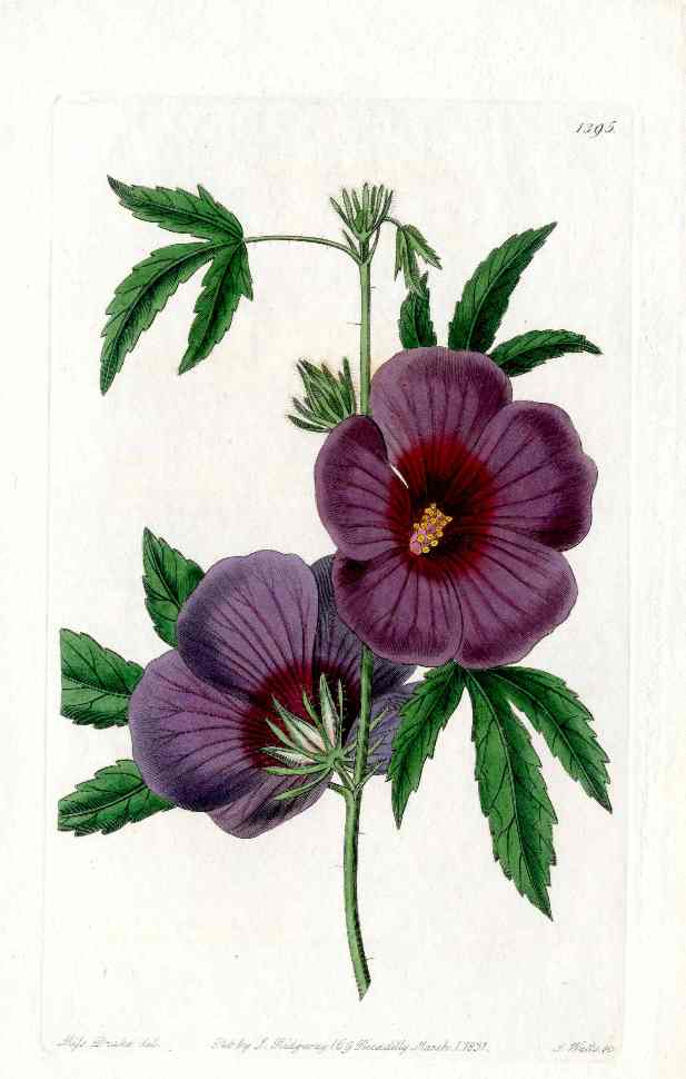 Edwards Botanical Register 1815 50% OFF NEW April 19