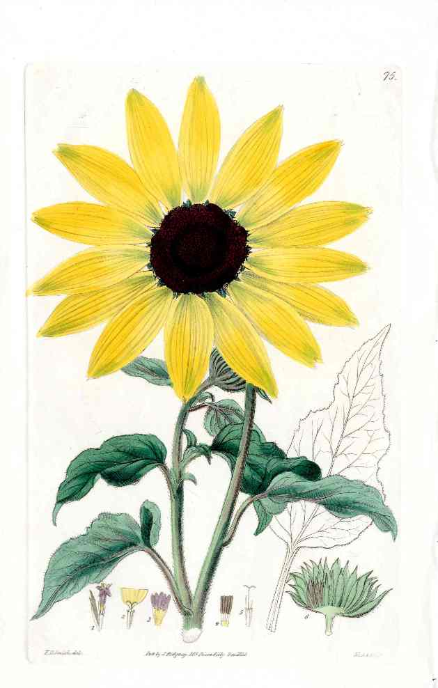 Edwards Botanical Register 1815