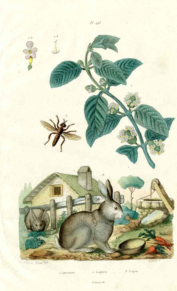 Guerin Dictionnaire Pittoresque d’Histoire Naturelle Prints 1836