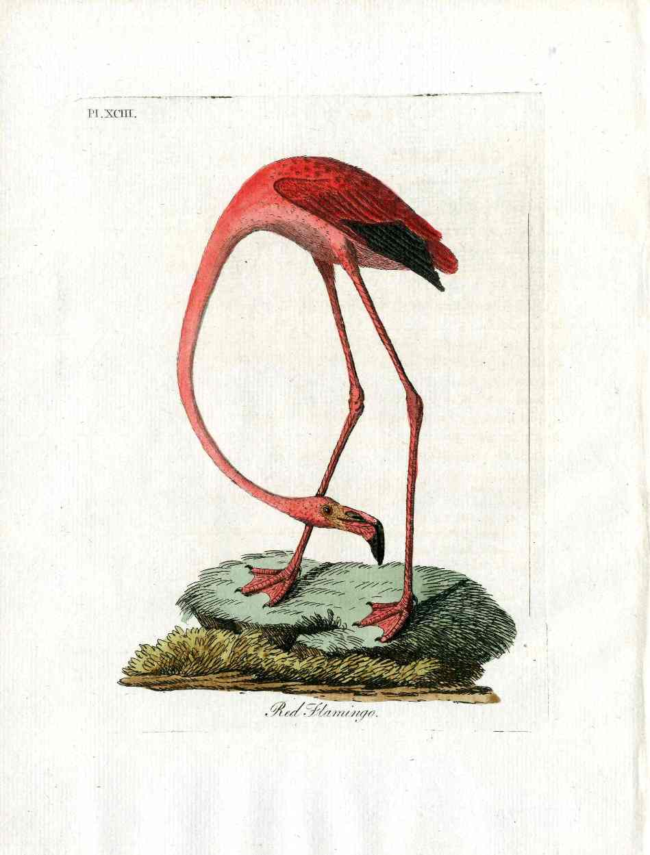 Latham Bird Prints 1781