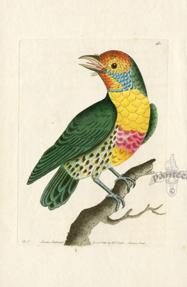 Shaw & Nodder Antique Bird Prints 1795