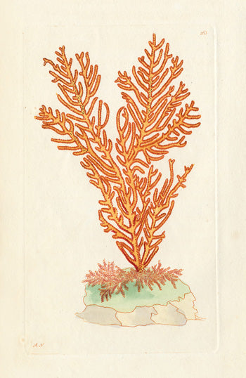 Shaw Nodder Coral, Shells, Fish 1795