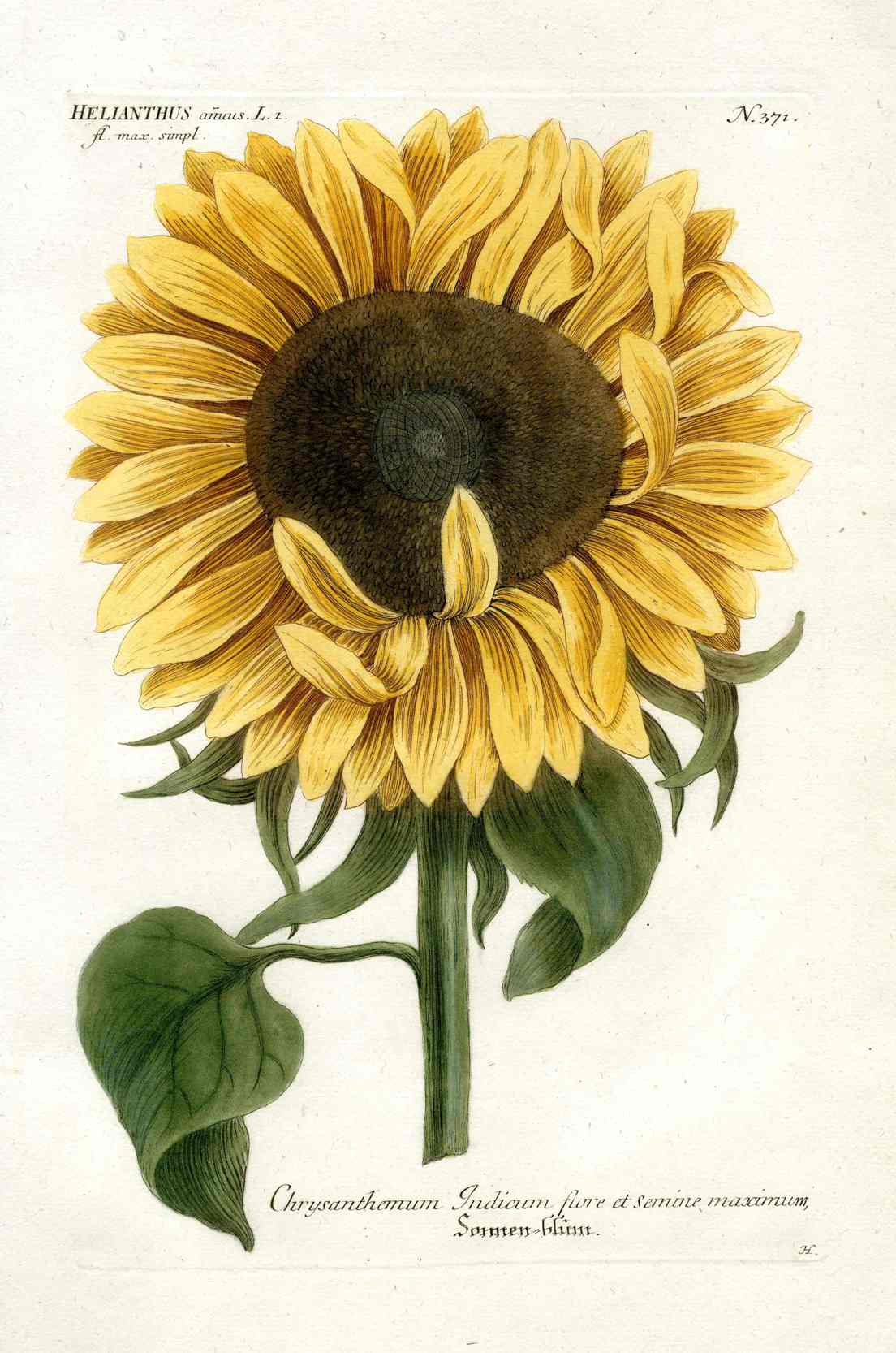 Weinmann Phytanthoza Iconographia 1737-1787