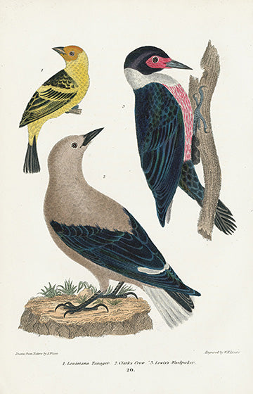 Wilson American Ornithology 1832