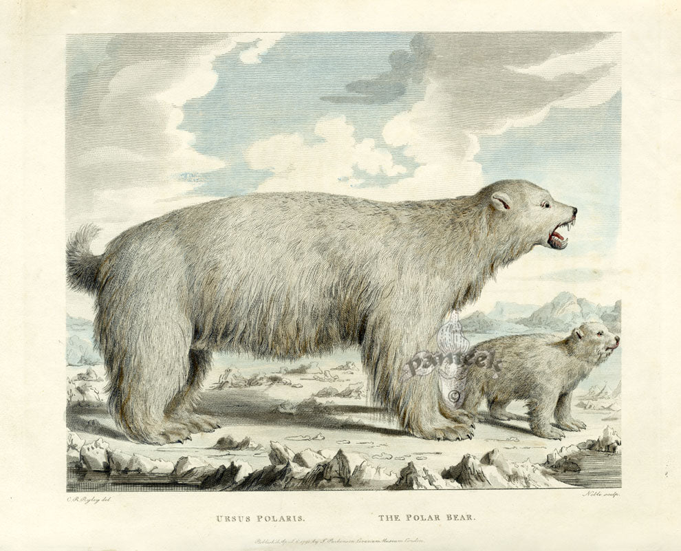 Animal Kingdom Prints from Panteek Prints