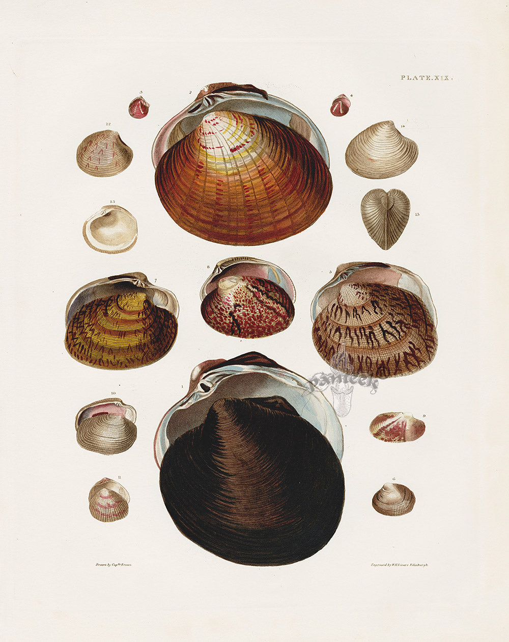 Captain Brown Hand Colored Shell Engravings 1827