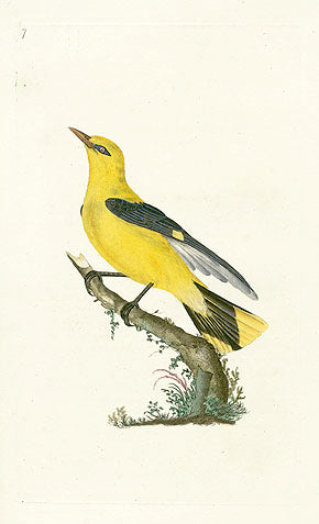 Edward Donovan 1791-Natural History Birds