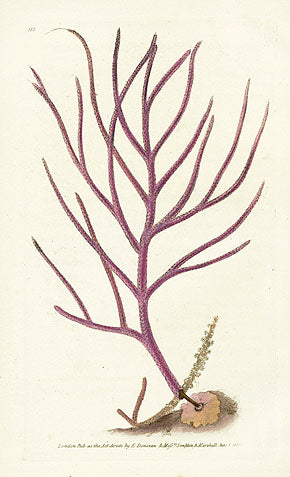 Donovan Naturalist's Repository Shells, Corals 1823 | Panteek Antique ...