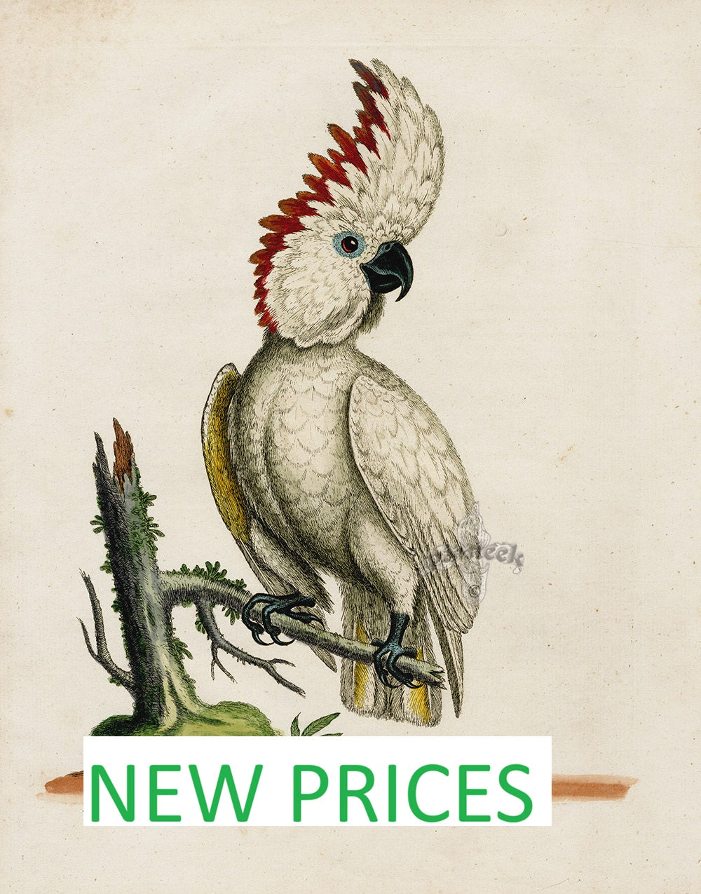 Edwards Natural History Birds 1743