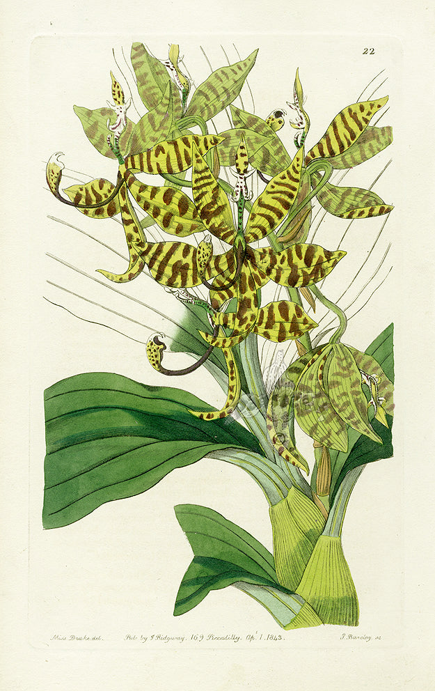 Curtis & Edwards Botanicals