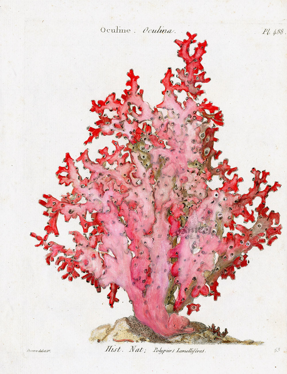 Original natural history print of ferns and trees — rare illustrations by Michaux, Lowe, Bradbury & Rodrigues, available at Panteek