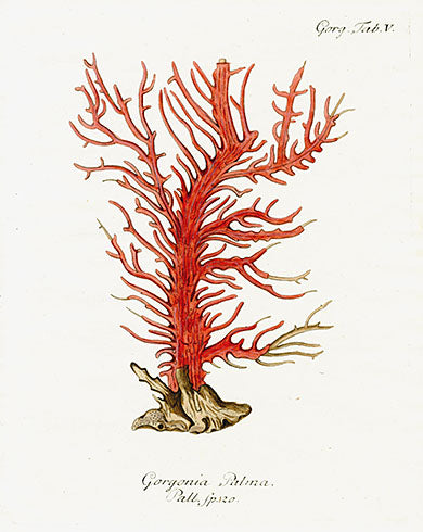 Esper Coral Prints 1791