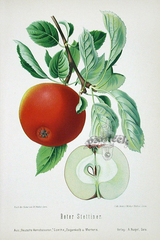 Goethe Apple & Pear Fruit Prints 1894