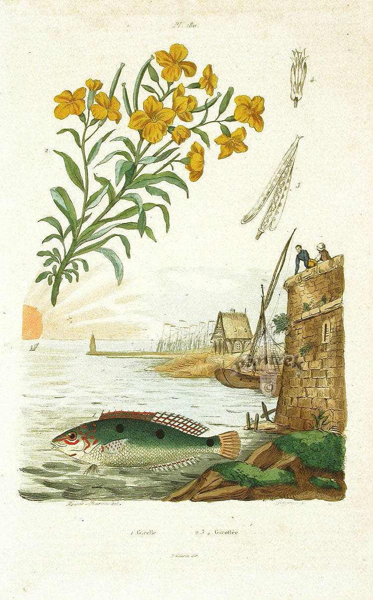 Guerin Antique Prints Fish Shell Sea Creatures