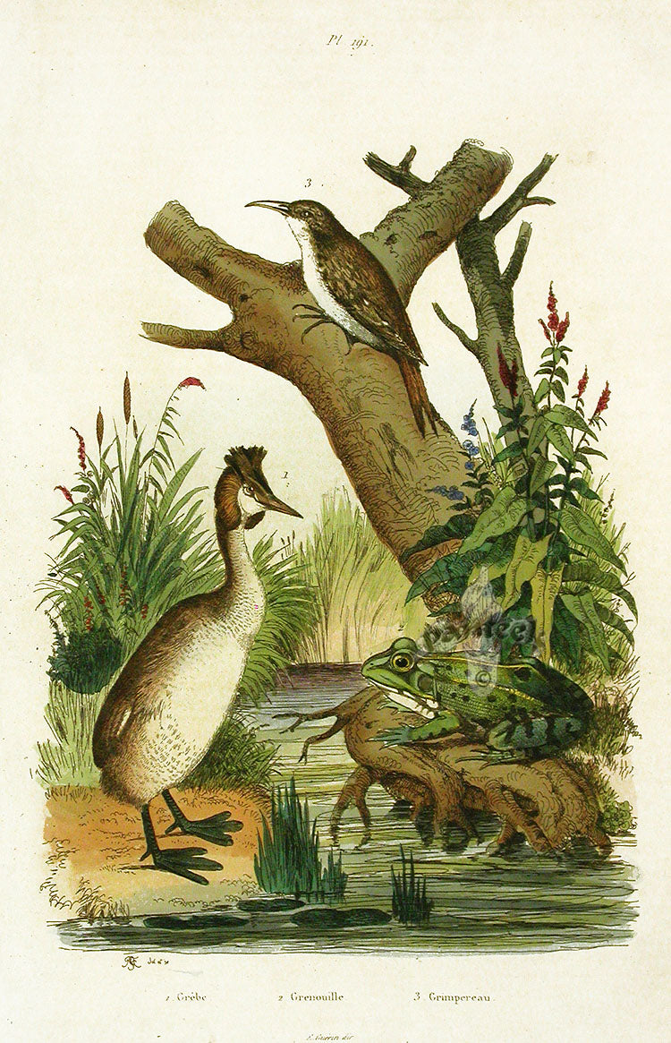 Guerin Natural History Reptile, Amphibian Prints 1836